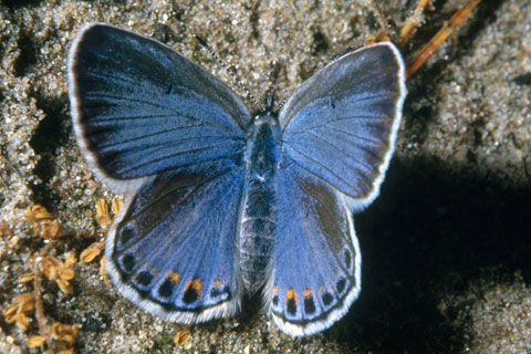 Karner Blue Butterfly