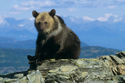 Grizzly Bear