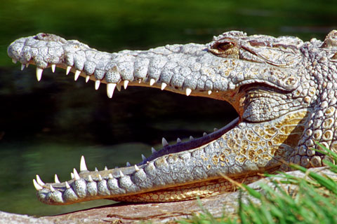 American Crocodile