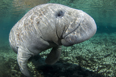 Florida Manatee