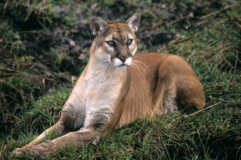 Florida Panther