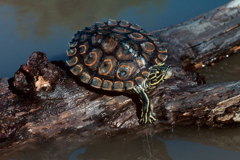 Ringed Map Turtle