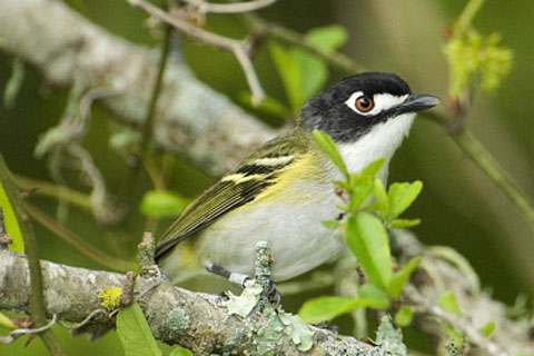 Black-Capped Vireo