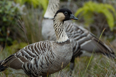 Nene (Hawaiian Goose)
