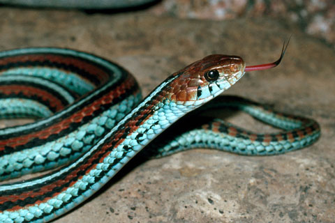 San Francisco Garter Snake